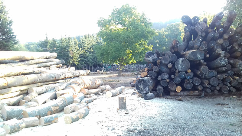 Elagage et abattage d'arbre près de Dévoluy